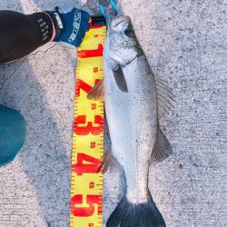 ルアーフィッシングで。。。