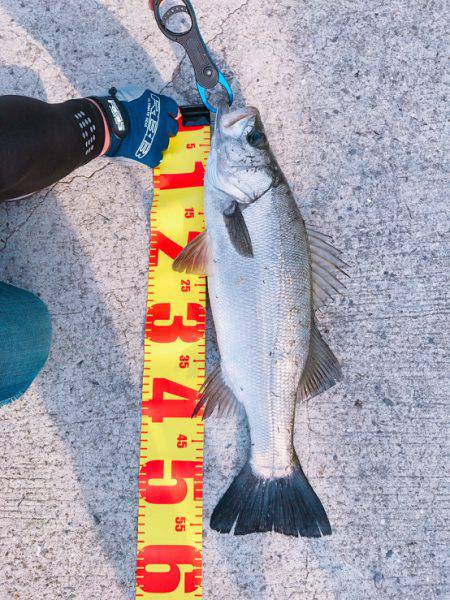 ルアーフィッシングで。。。