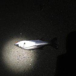 天橋立近辺でメバリング、のはずが…