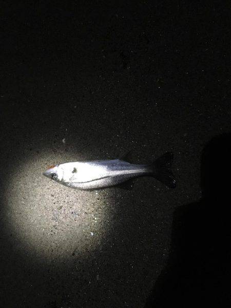 天橋立近辺でメバリング、のはずが…