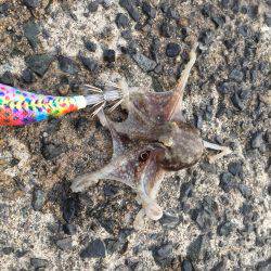 わぉ!コダコかぁ〜〜(≧∀≦)