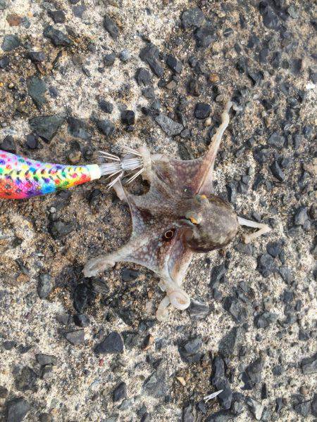 わぉ!コダコかぁ〜〜(≧∀≦)