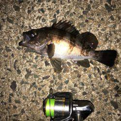 久々のライトゲーム