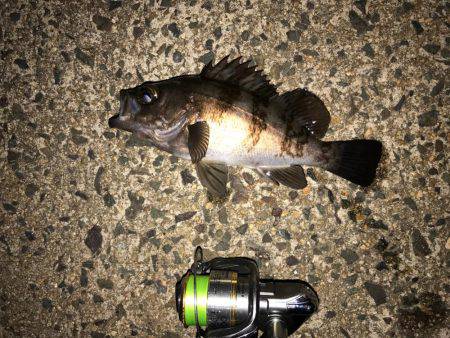 久々のライトゲーム