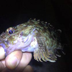 ガシリング釣果！