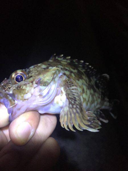 ガシリング釣果！