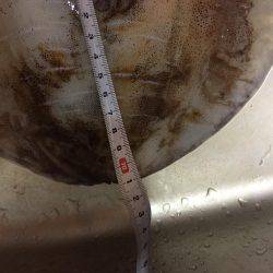 久しぶりアオリイカ