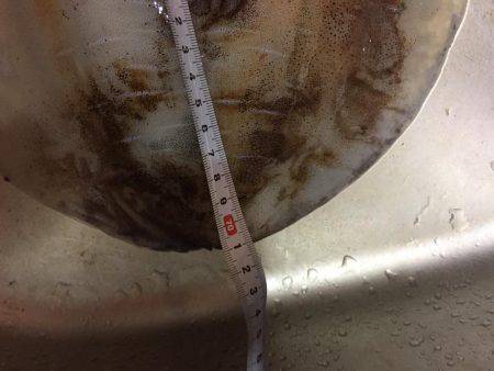 久しぶりアオリイカ