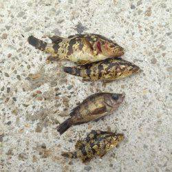 垂水漁港で大潮の朝まづめ！！ガシメバリング！！