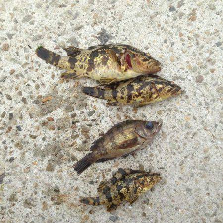 垂水漁港で大潮の朝まづめ！！ガシメバリング…