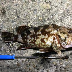 ルワーとエサ釣り