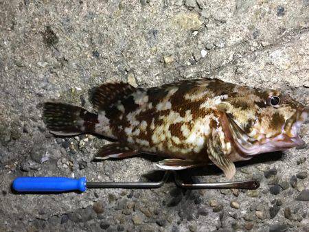 ルワーとエサ釣り