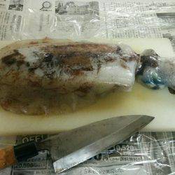 ヤエンでアオリイカ