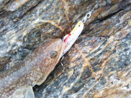 ライトショアジギング