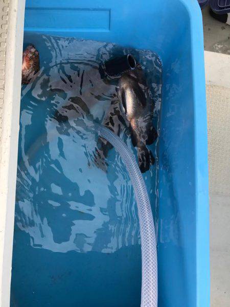 メバル  近藤丸  エサ釣り  シラサエビ