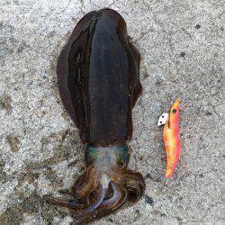 初春イカ♪初キロUP