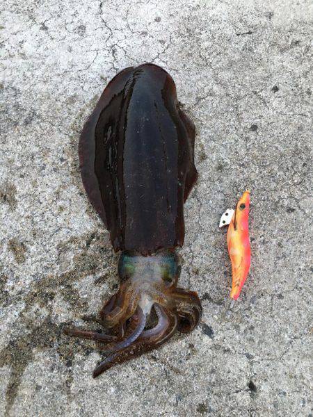 初春イカ♪初キロUP