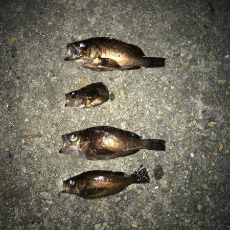 最近‥メバルがめっきり減ってきた！！