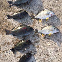 最近の釣果ーーー！