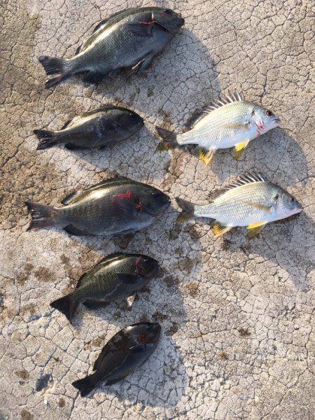 最近の釣果ーーー！