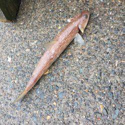 リールテスト！セドナ3000