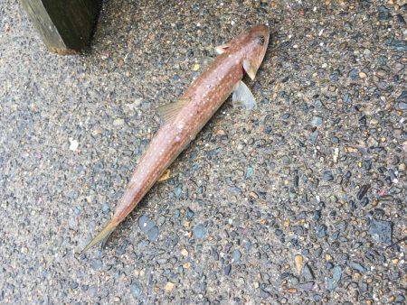 リールテスト！セドナ3000