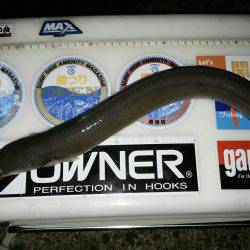 再度、煙樹ヶ浜釣行のつもりが…