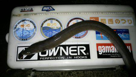 再度、煙樹ヶ浜釣行のつもりが…