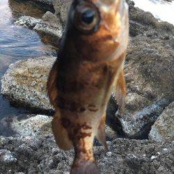 アジ釣れず．．．