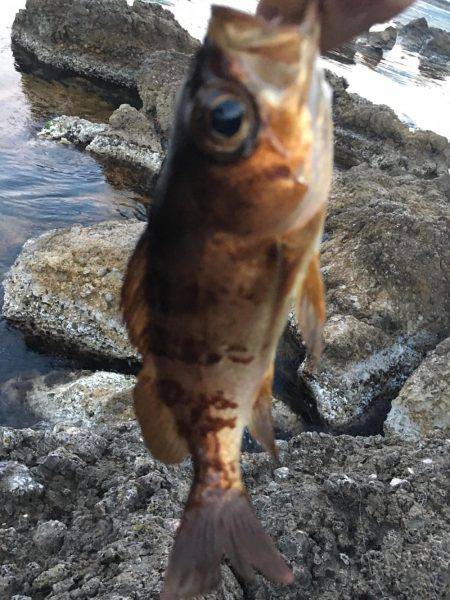 アジ釣れず．．．