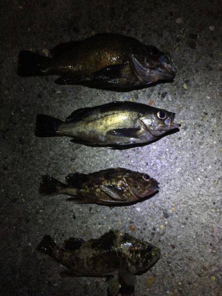 丸々なメバルが釣れました！