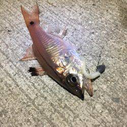 アジ調査のハズが、、