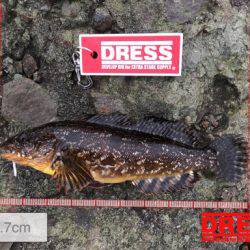 サイトフィッシングで初魚種