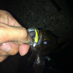 泉南アジを求めて