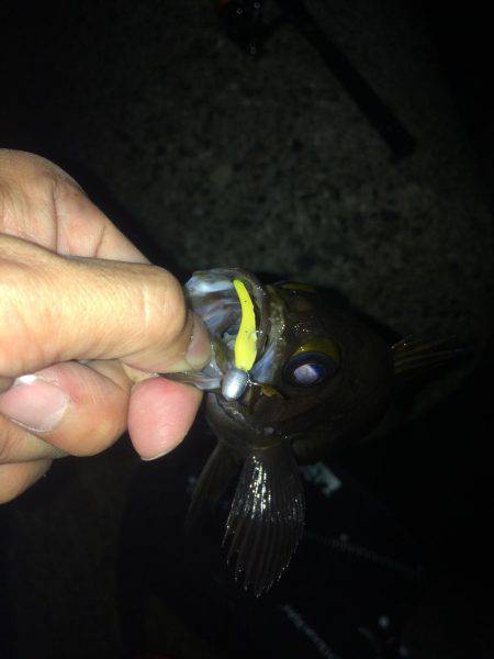 泉南アジを求めて