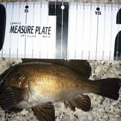 エサ釣りに完敗