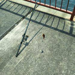 チヌを釣りたかったけど…