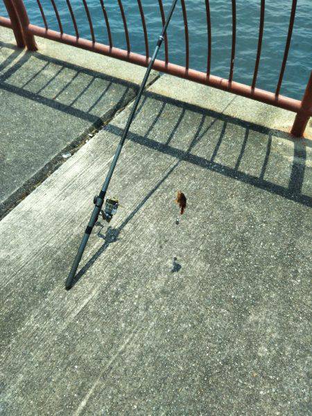 チヌを釣りたかったけど…