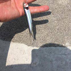 紀州釣りでもエソ