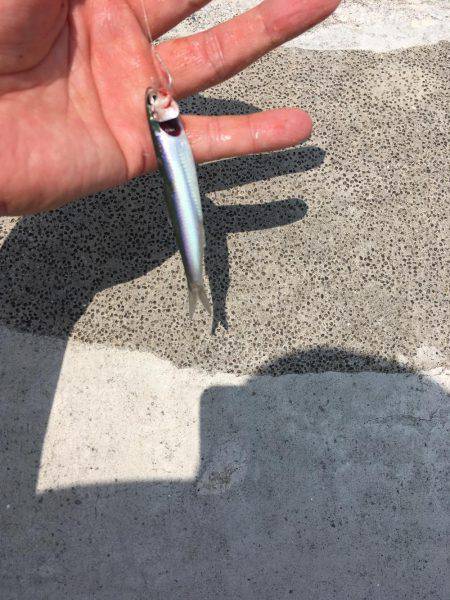 紀州釣りでもエソ