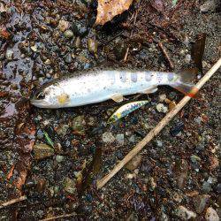 市川三郷町 芦川渓谷 アマゴ3匹