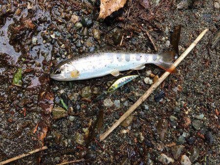 市川三郷町 芦川渓谷 アマゴ3匹