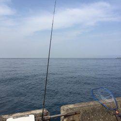 はじめてのハマチ