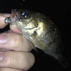 ナイトフィッシング！！ガシメバリング！！