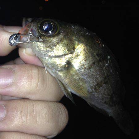 ナイトフィッシング！！ガシメバリング！！