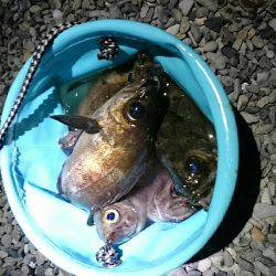 プラッキングメバル