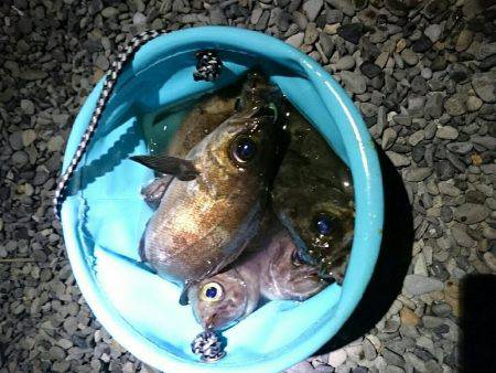 プラッキングメバル