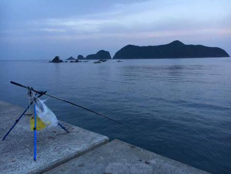 イカ、釣れません