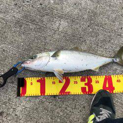 なんと真鯛が( ゚д゚)