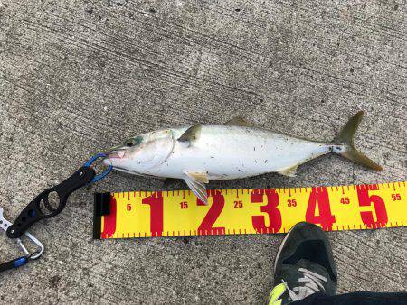 なんと真鯛が( ゚д゚)